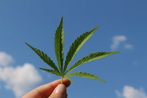 Cannabis light la nuova direttiva per i negozi